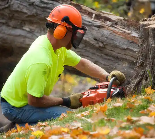 tree services Ohkay Owingeh